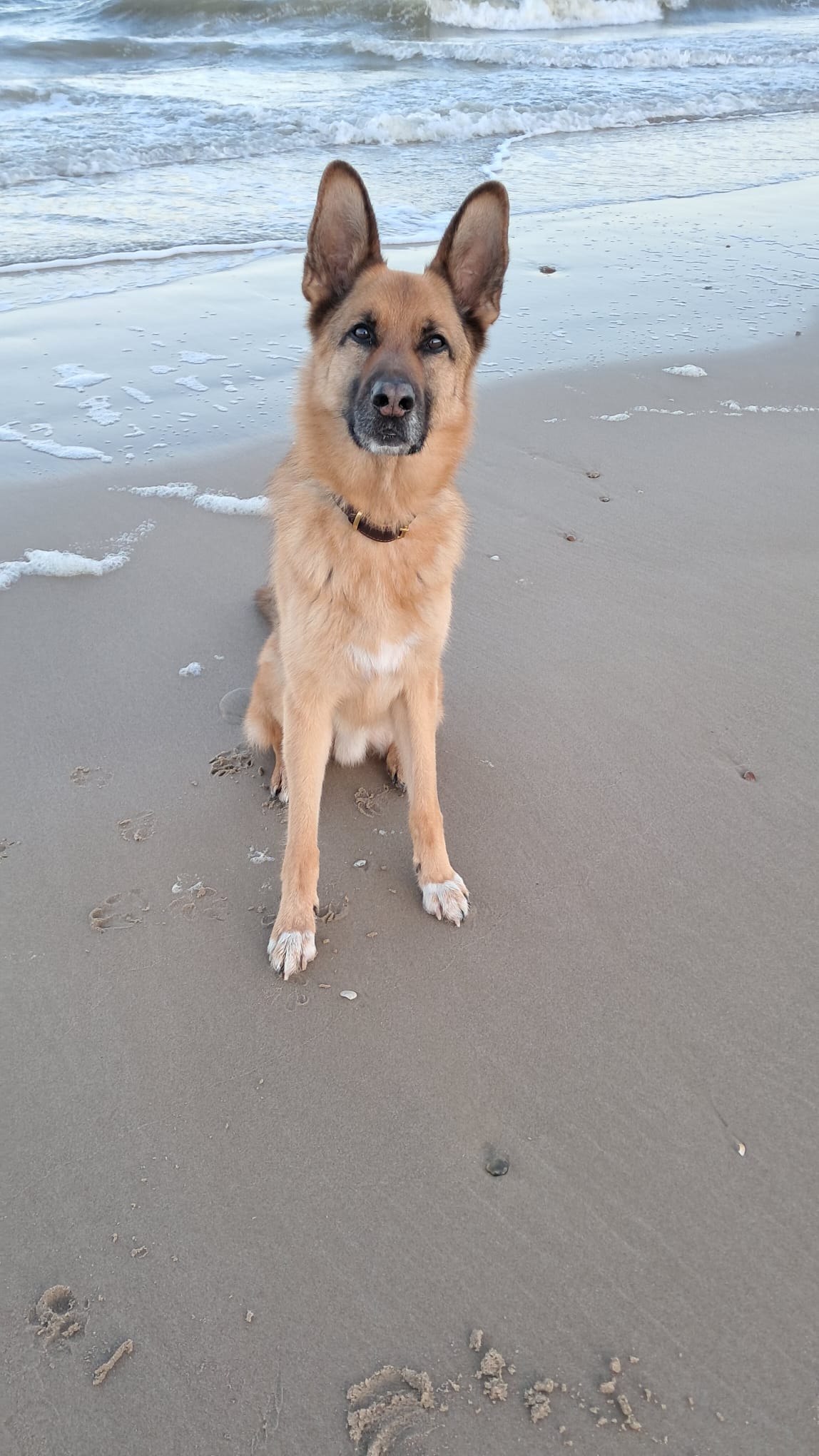 Scout