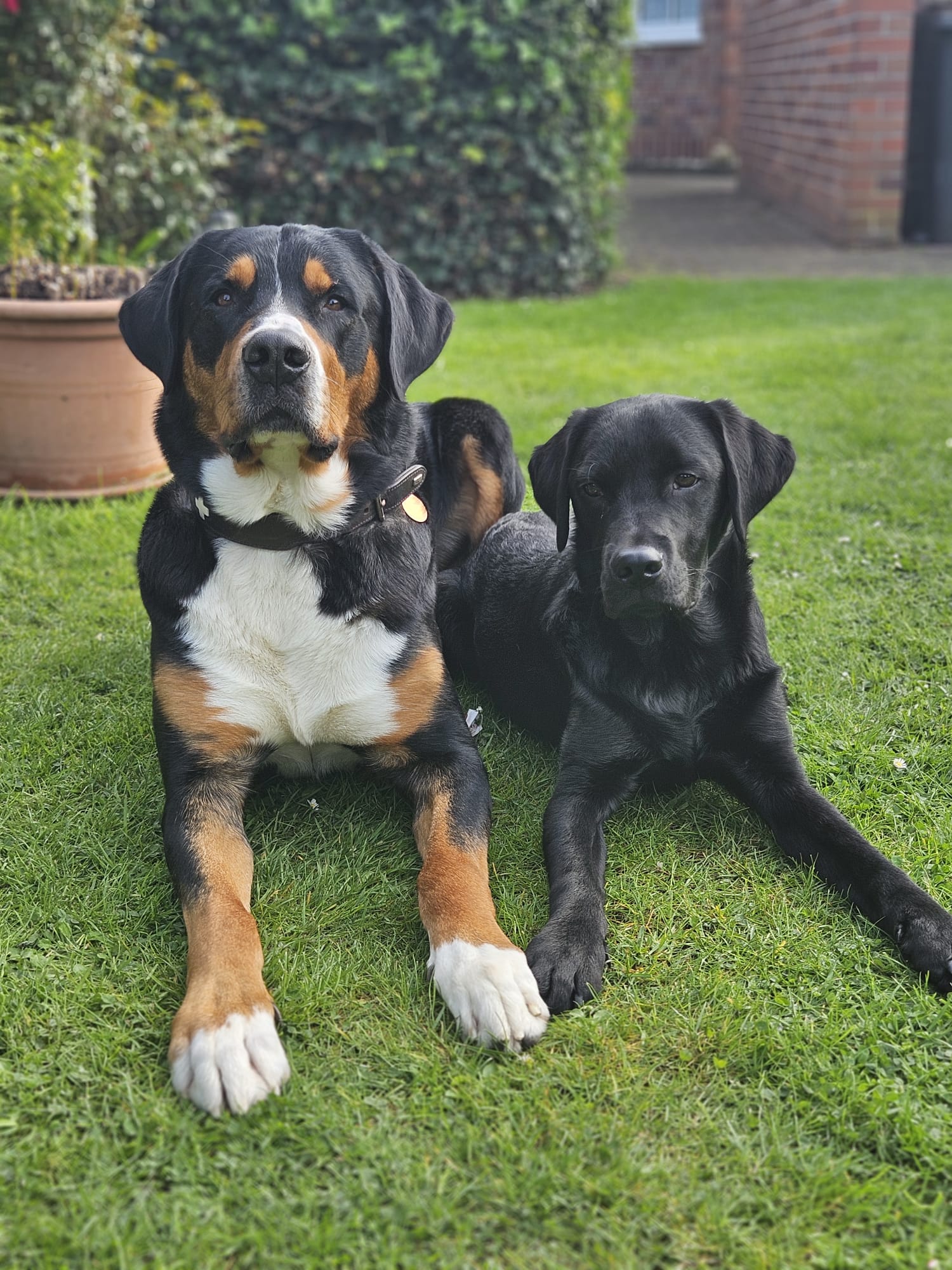 Zwei Hunde auf der Wiese